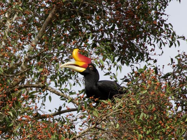 Sarawak & Sabah highlights vacation, Borneo