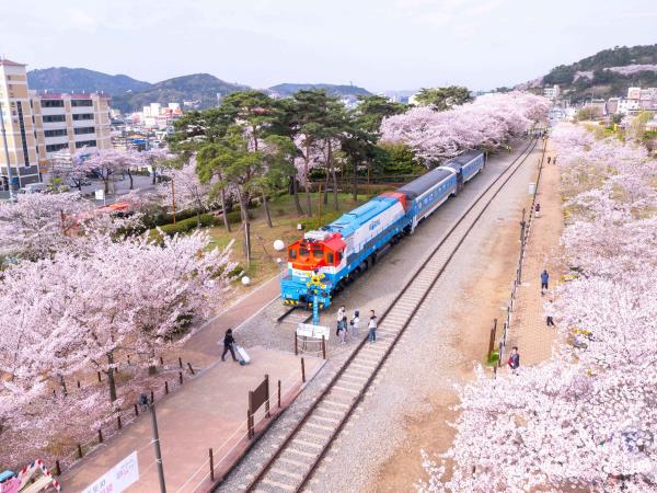 South Korea cherry blossom highlights tour, tailor made