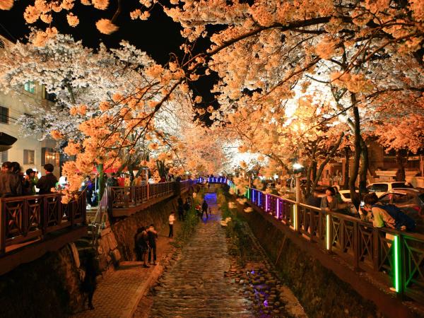 South Korea cherry blossom highlights tour, tailor made