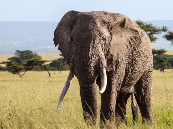 Masai Mara and Mauritius family vacation
