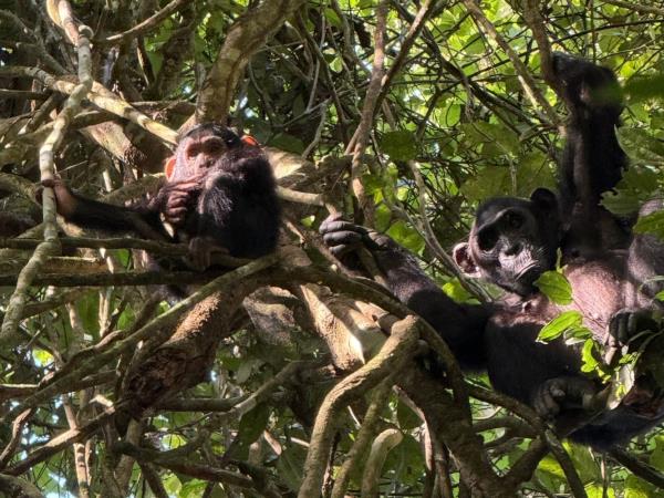 Western Uganda wildlife tour