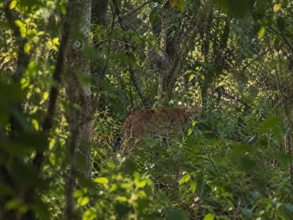 African Golden Cat expedition in Uganda
