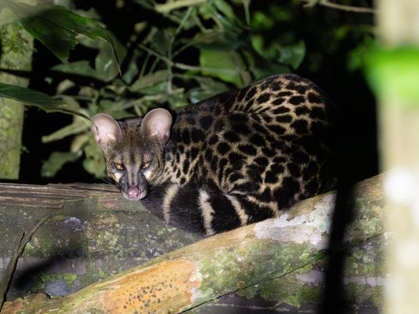 African Golden Cat expedition in Uganda