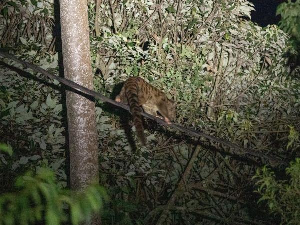 African Golden Cat expedition in Uganda