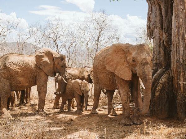 Tanzania safari and Zanzibar beach vacation