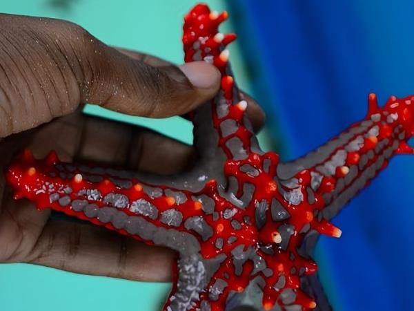 Tanzania safari and Zanzibar beach vacation