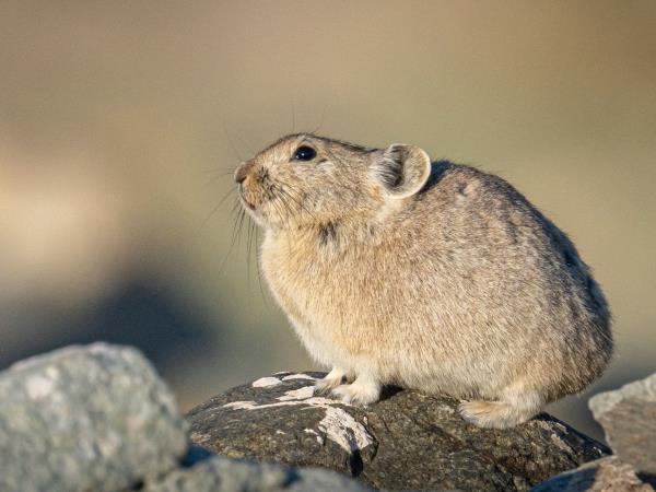 Mongolia desert mammal tour