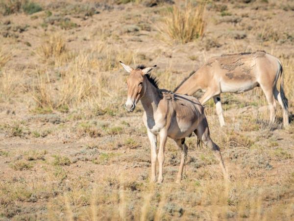 Mongolia desert mammal tour