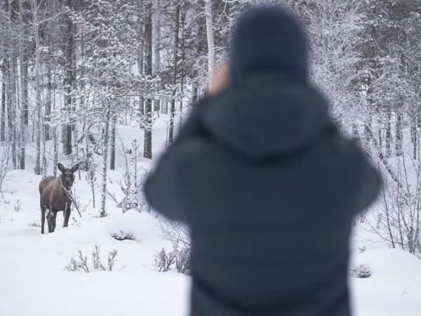 Sweden winter wildlife short break