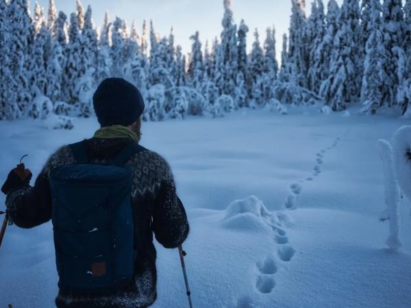 Sweden winter wildlife short break