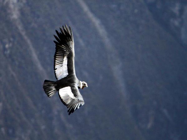 Andean culture & history vacation in Peru