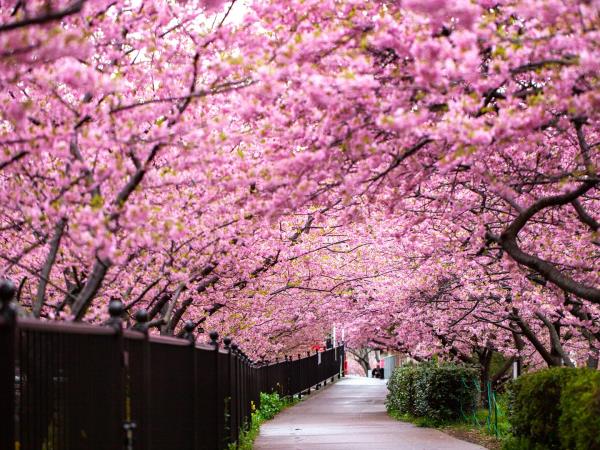Japan cherry blossom vacation