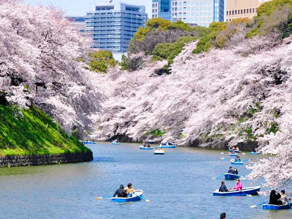 Japan cherry blossom vacation