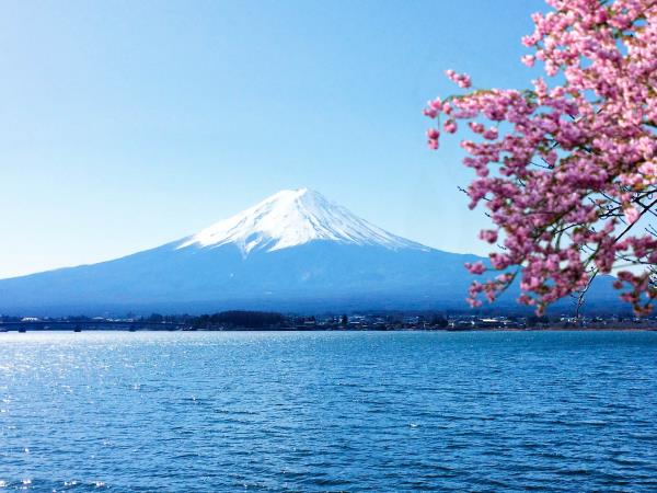 Japan cherry blossom vacation
