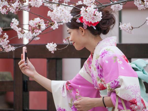 Japan cherry blossom vacation