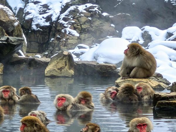 Japan winter vacation, tailor made