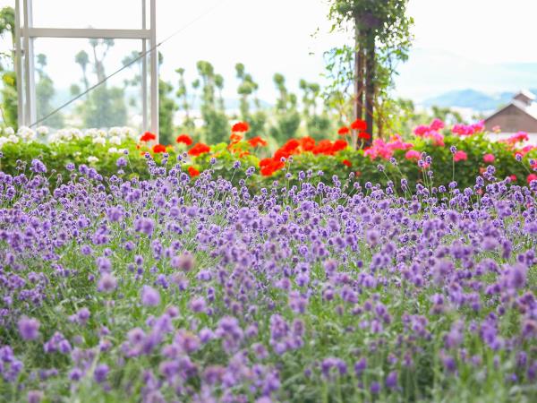 Hokkaido summer vacation in Japan