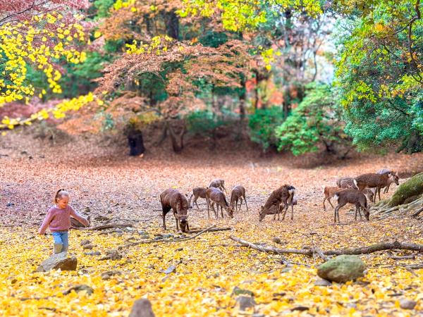 Family vacation to Japan, tailor made