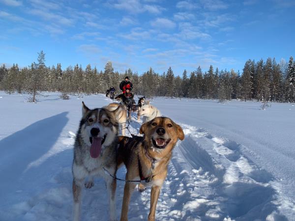 Christmas or New Year 2026 in Lapland