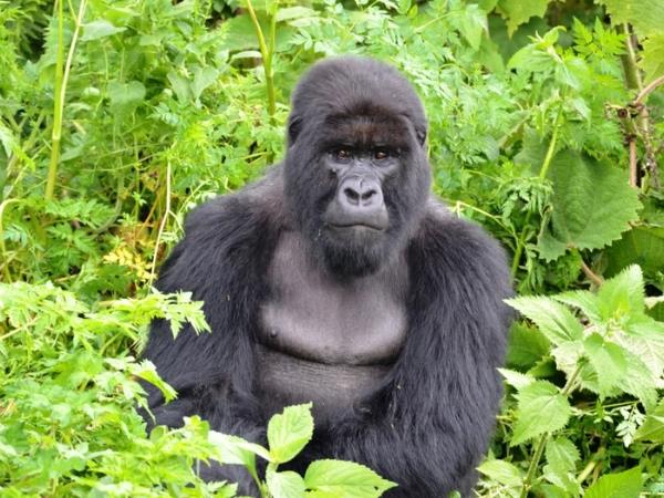 Rwanda Gorillas and Primates tour