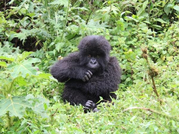 Rwanda Gorillas and Primates tour