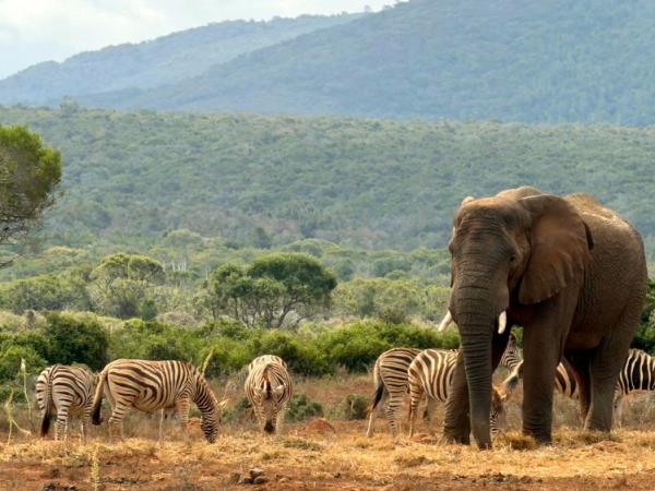 Wildlife conservation in South Africa