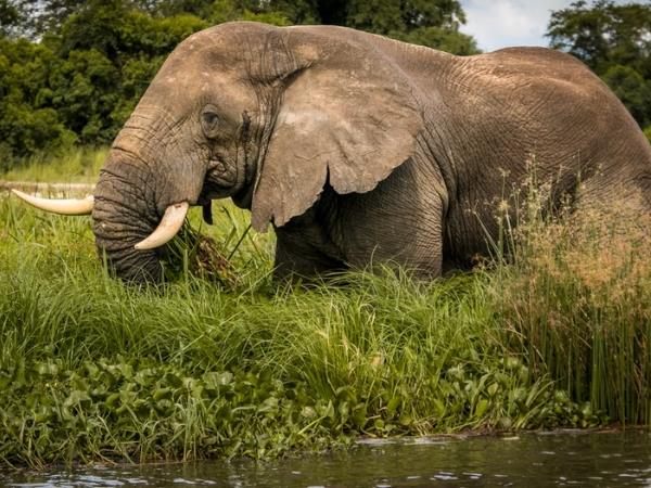 Uganda ultimate wildlife tour, tailor made