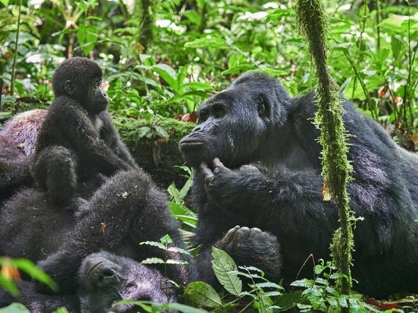 Uganda fly in gorilla safari
