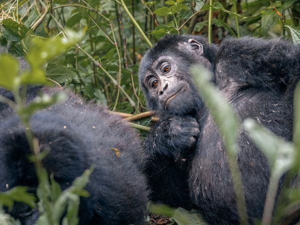 Uganda fly in gorilla safari