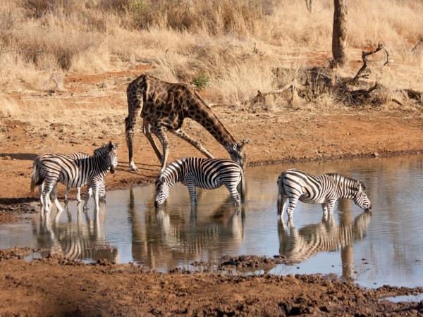 South Africa safari and Mauritius beach vacation