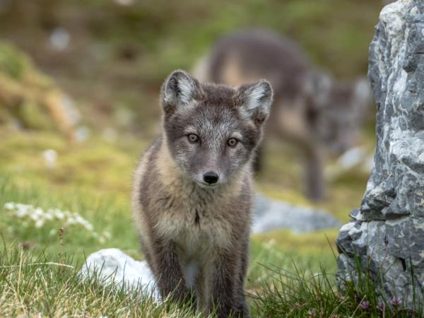 Spitsbergen expedition cruises with added comfort