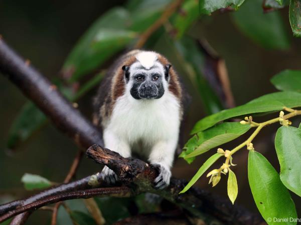 Panama wildlife vacation