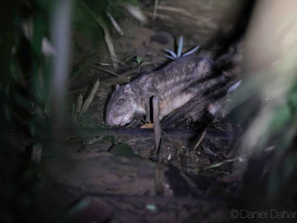 Panama wildlife vacation