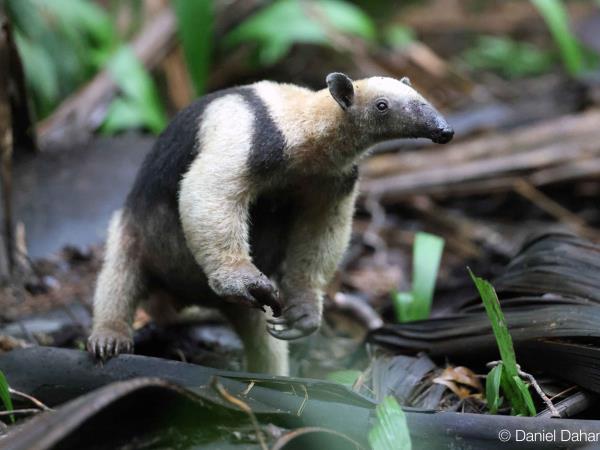 Panama wildlife vacation
