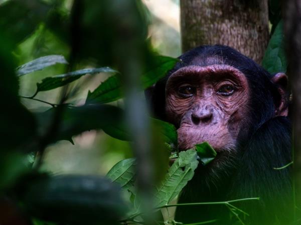 Women only gorilla trekking safari in Uganda