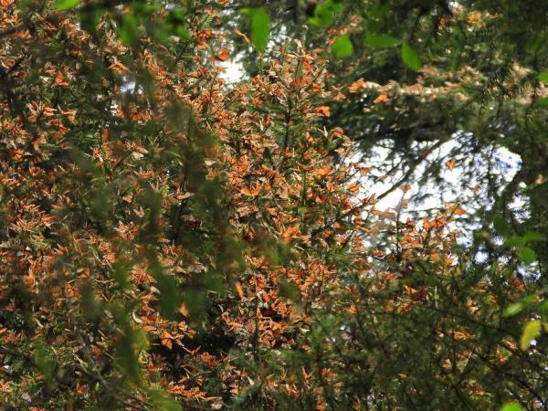 Monarch Butterfly tour, private departure