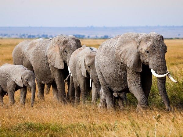 Kenya safari and Zanzibar beach vacation