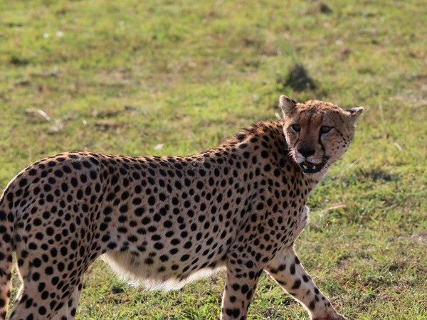 Kenya safari and Zanzibar beach vacation
