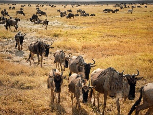 Northern Tanzania safari and Zanzibar beach holiday