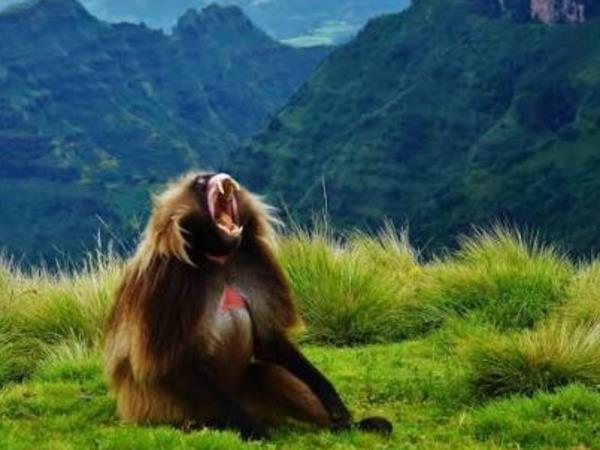 Northern Ethiopia express tour