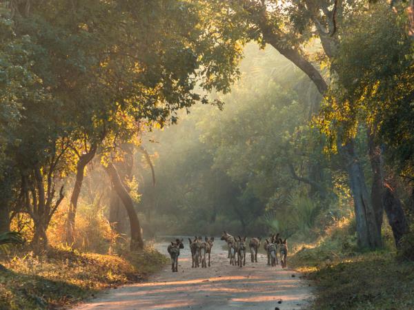 Mozambique safari vacation
