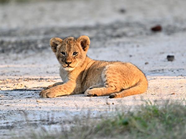 Mozambique safari vacation
