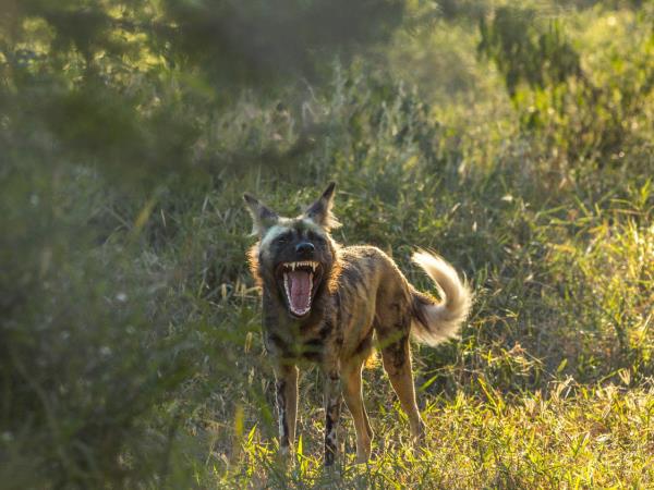 Mozambique safari vacation