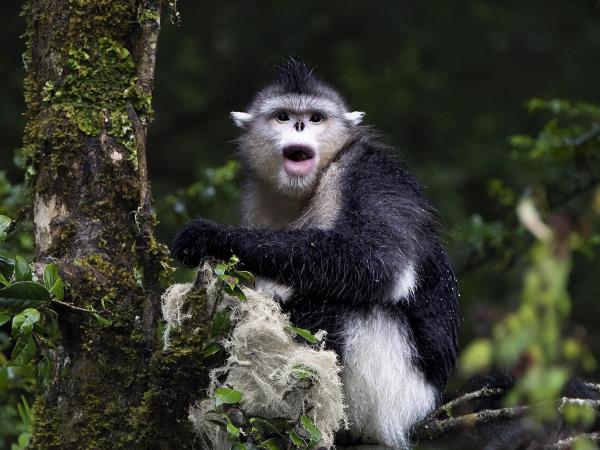 China wildlife vacation