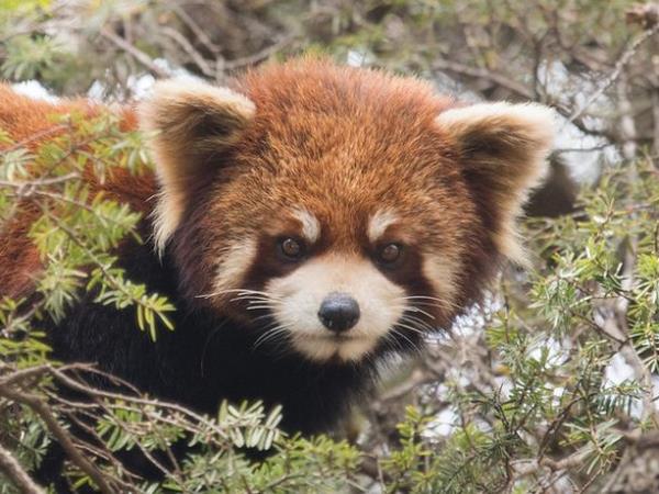 China wildlife vacation