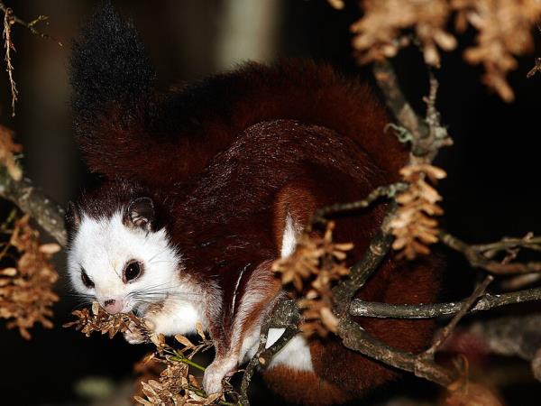 China wildlife vacation