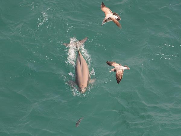 China wildlife vacation
