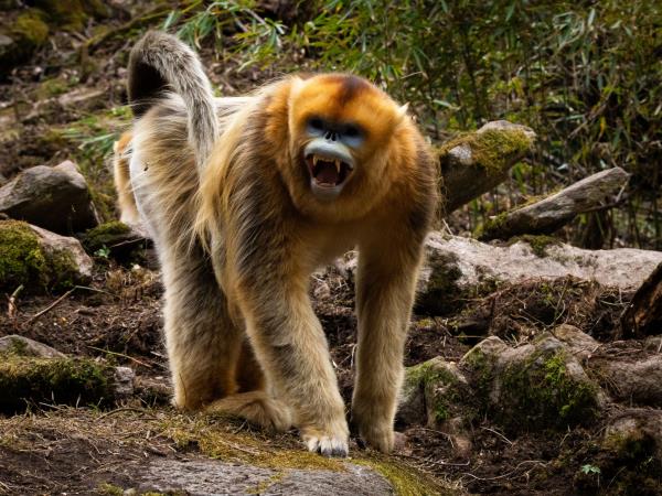 China wildlife vacation