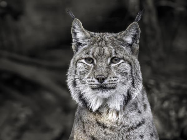 Eurasian Lynx tour of Estonia