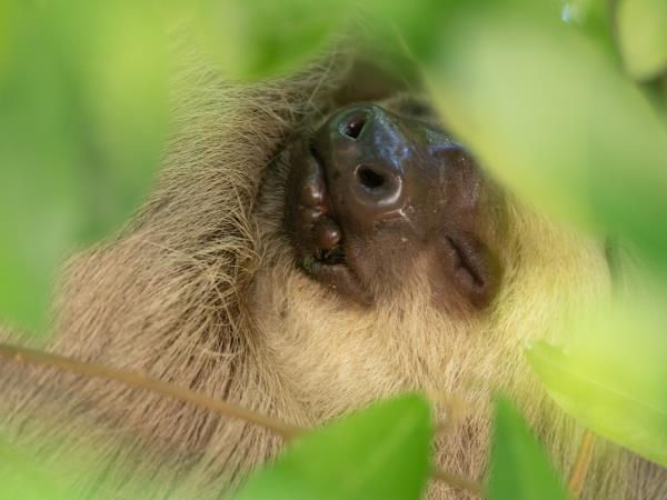 Panama wildlife vacation